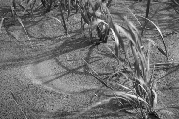Picture of grass on a sand dune demonstrates tilt on a tilt shift lens