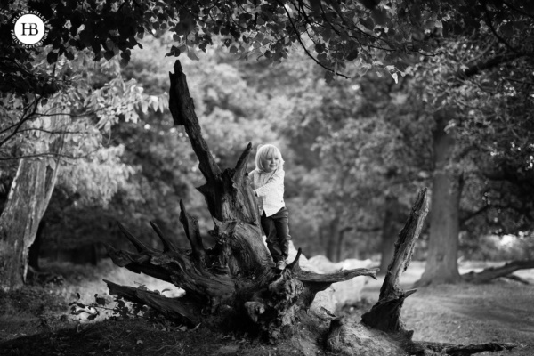 boy climbs on a tree in beautiful black and white environmental portrait photograph in Richmond Park