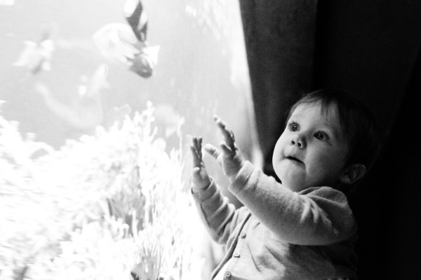 A baby looks at fish in an aquarium.