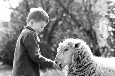 A boy feeds a sheep with trees in the background.