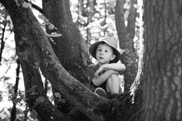 A boy sits in a tree.