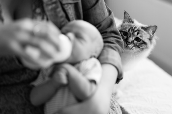 A cat watches a newborn baby feeding.