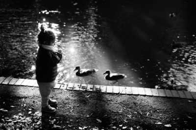 A child feeds ducks in the sunshine.