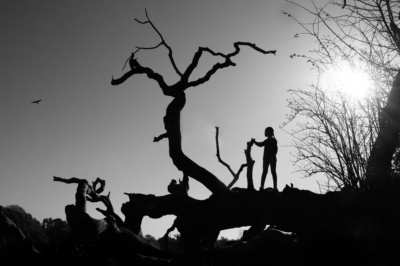 A child silhouetted on a tree.