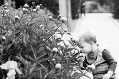 A child smells flowers on a bush.