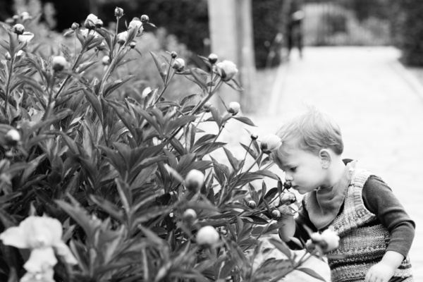 A child smells flowers on a bush.