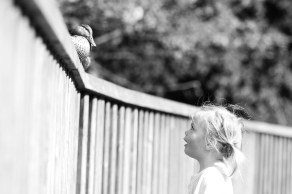 A child talks to a duck on a fence.