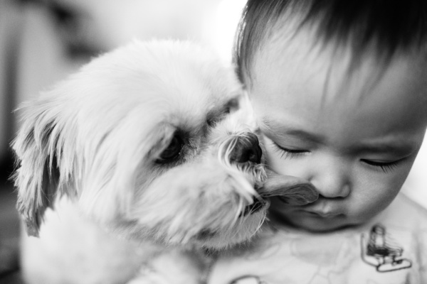 A dog licks a child's face.