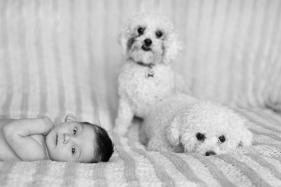 The family dogs meet the newborn arrival.