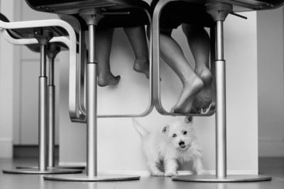 A white dog plays under the feet of children sitting on bar stools.