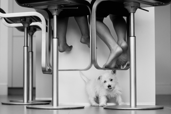 A white dog plays under the feet of children sitting on bar stools.