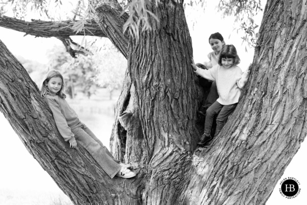 three-sisters-in-tree-hampstead-heath