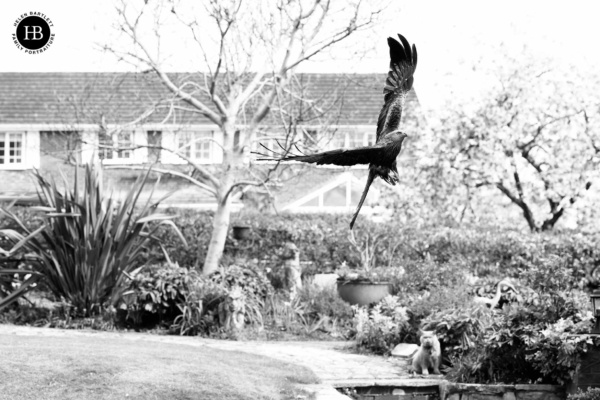 red-kite-in-family-garden