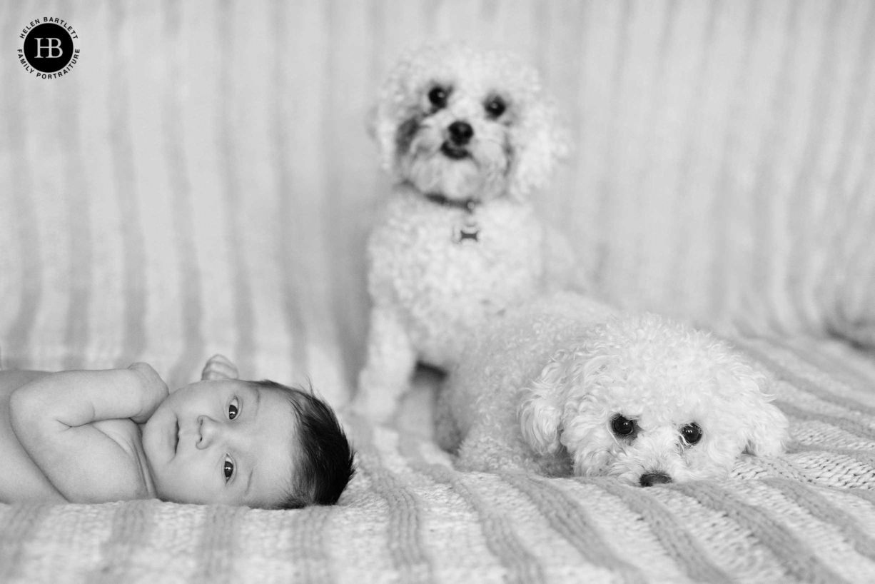 Family dogs join in their home newborn shoot. Clear surfaces and neutral bedding can be helpful for timeless newborn photos in black and white.