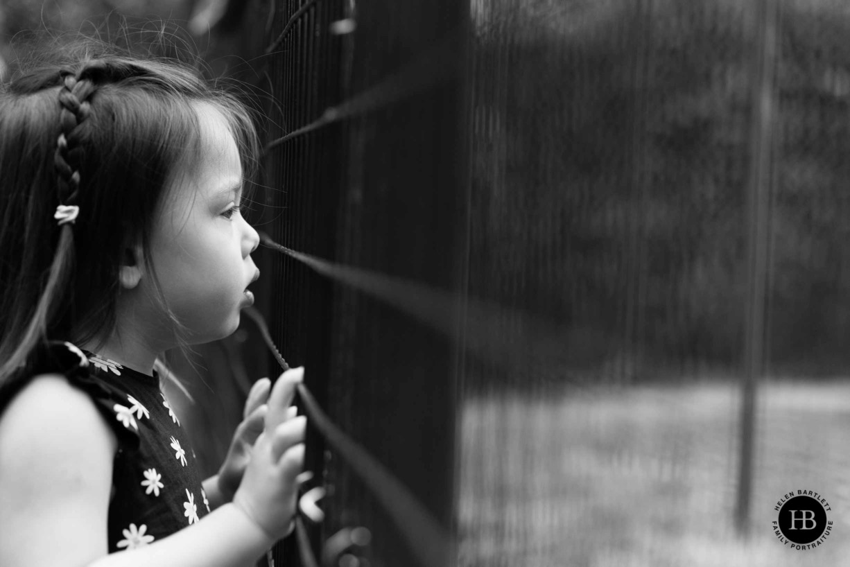 little-girl-looks-animals-golders-hill-park-zoo