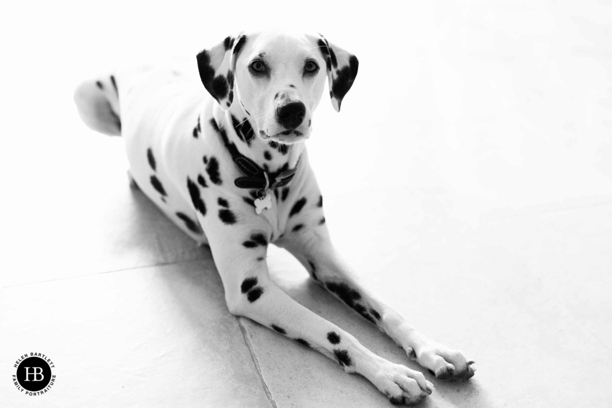 beautiful-dog-portrait-family-photography-oxted