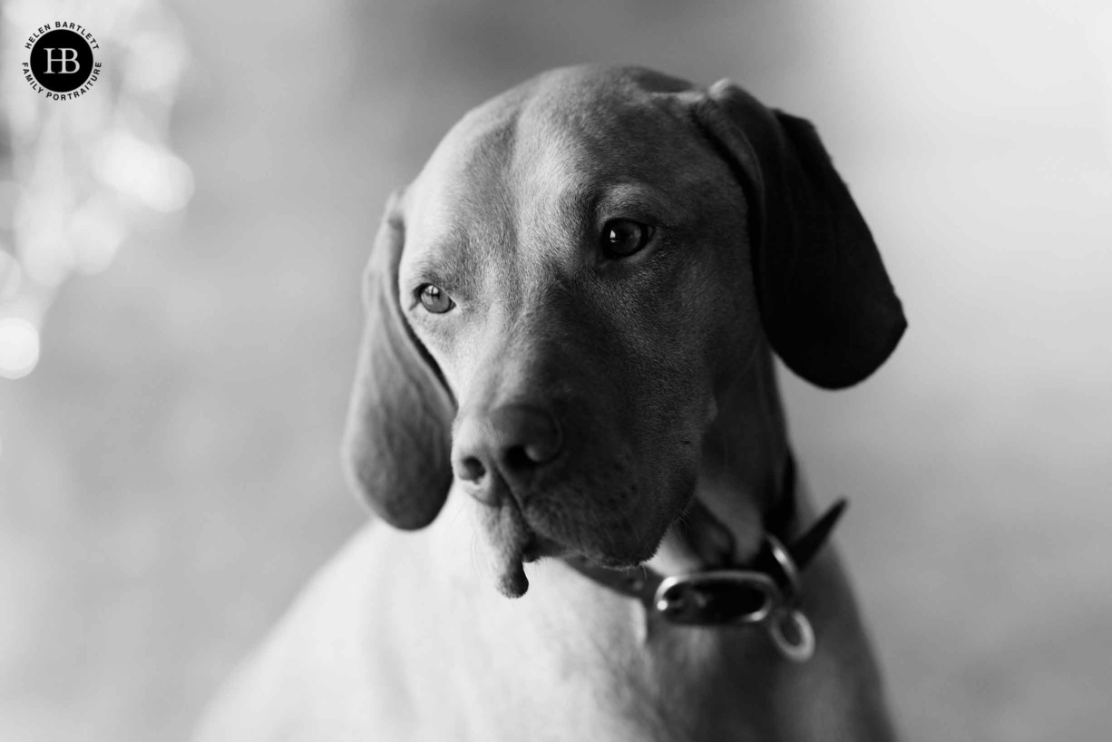 dog-portrait-on-family-photo-shoot